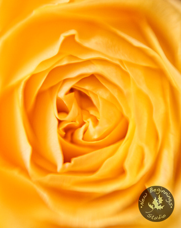 Yellow Rose Petals