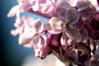Lilac with Blue Sky
