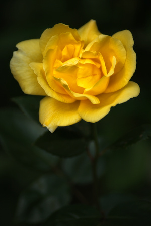 Yellow Rose with Stem